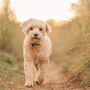A contemplative Sadie walks down a path through a field.